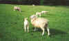 sheep.jpg (38518 bytes)
